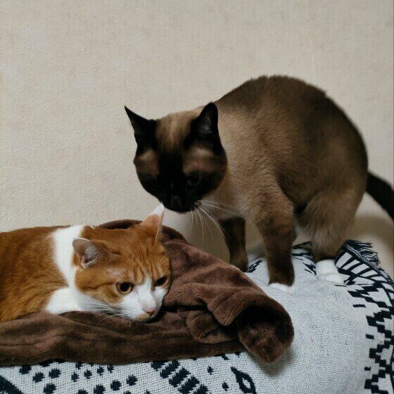 同居猫をくんくんするシャム猫