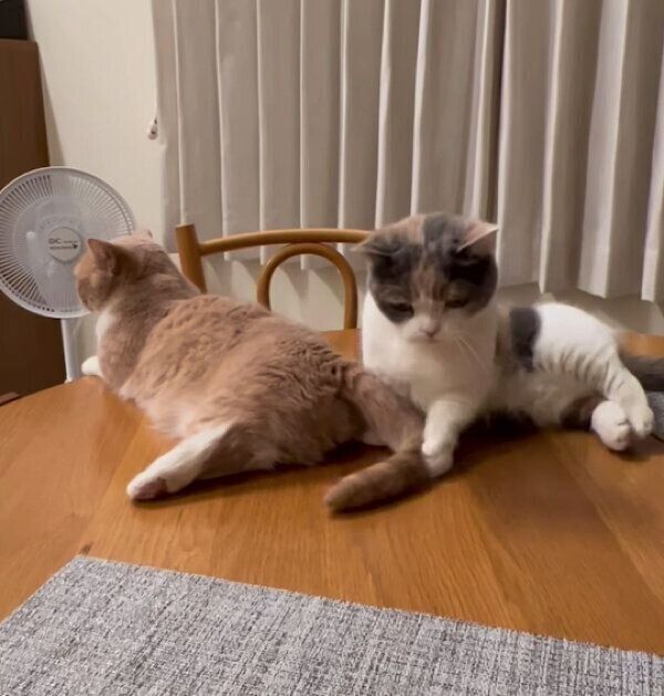 ネネちゃんのしっぽで遊ぶララちゃん