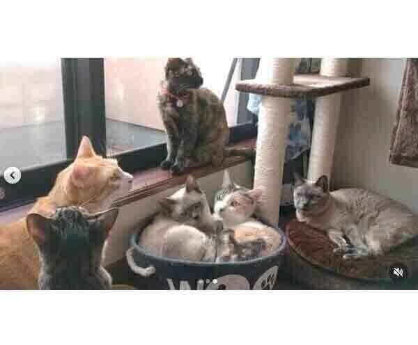 すずちゃんとじゅりちゃんのもとに集まる猫たち