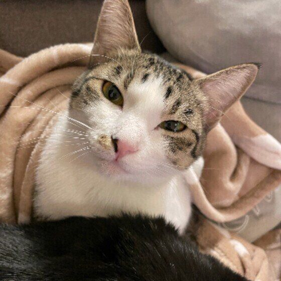 サバトラ猫のきなこちゃん