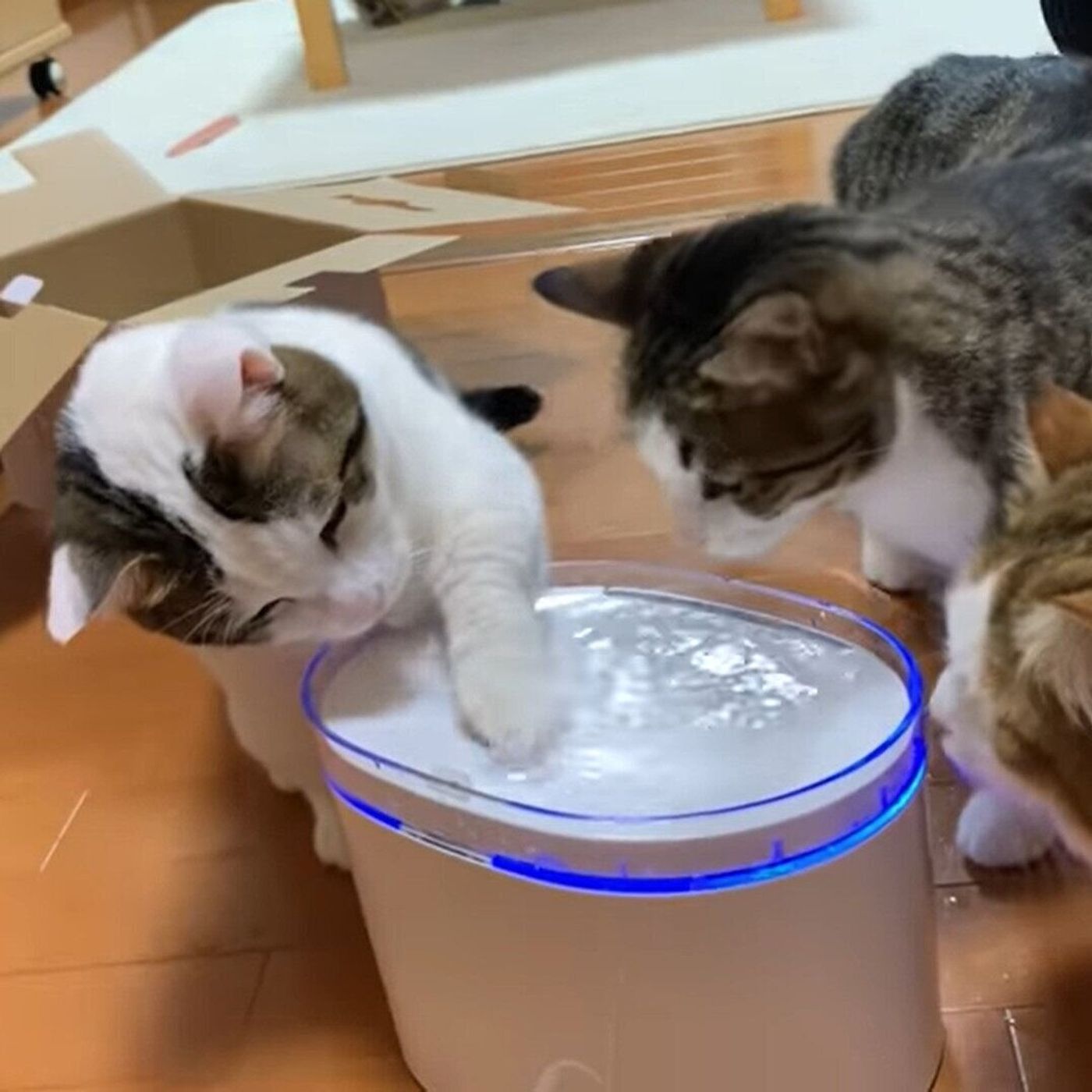 自動給水機を猫にプレゼント さっそく使ってみるも ちがう そうじゃない ねこのきもちweb Magazine 自動給水機を猫にプレゼント さっそく使ってみるも ちがう そうじゃない ねこのきもちweb Magazine