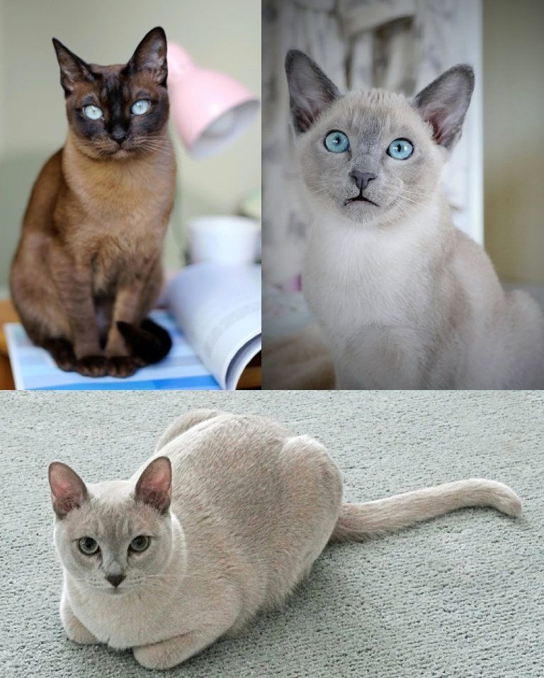トンキニーズの特徴と飼い方 可愛い画像いっぱい ねこのきもち 猫図鑑 ねこのきもちweb Magazine