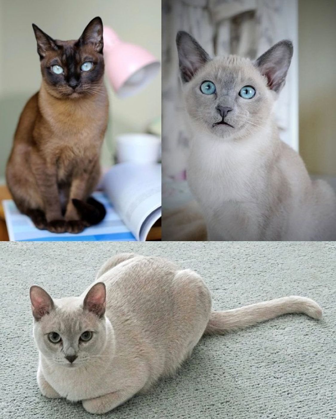 トンキニーズの特徴と飼い方 可愛い画像いっぱい ねこのきもち 猫図鑑 ねこのきもちweb Magazine トンキニーズの特徴と飼い方 可愛い画像いっぱい ねこのきもち 猫図鑑 ねこのきもちweb Magazine
