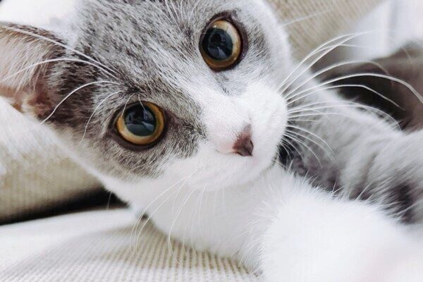 目がくりくりのラテちゃん