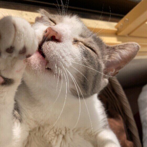 毛づくろいする猫