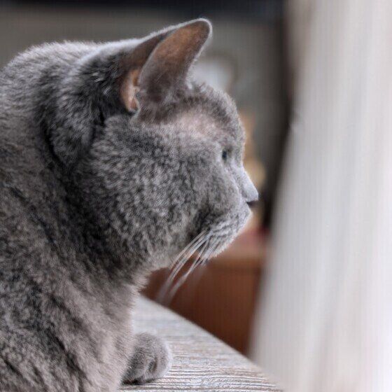 マンチカンの横顔