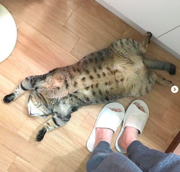 「バンザイ寝」するこんぶちゃん