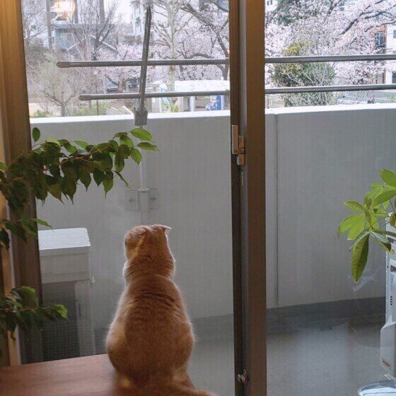 スコティッシュフォールドのななちゃん