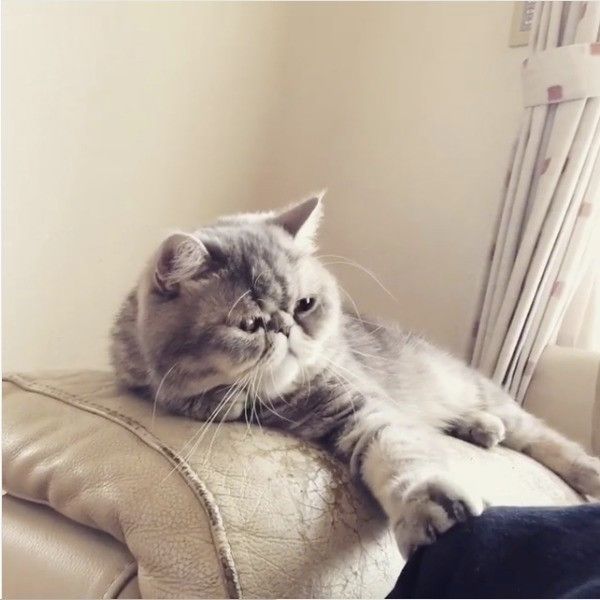 独特な愛情表現をするニャンコ