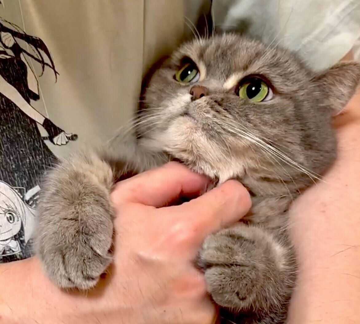 飼い主さんの手をギューッとするひまりちゃん