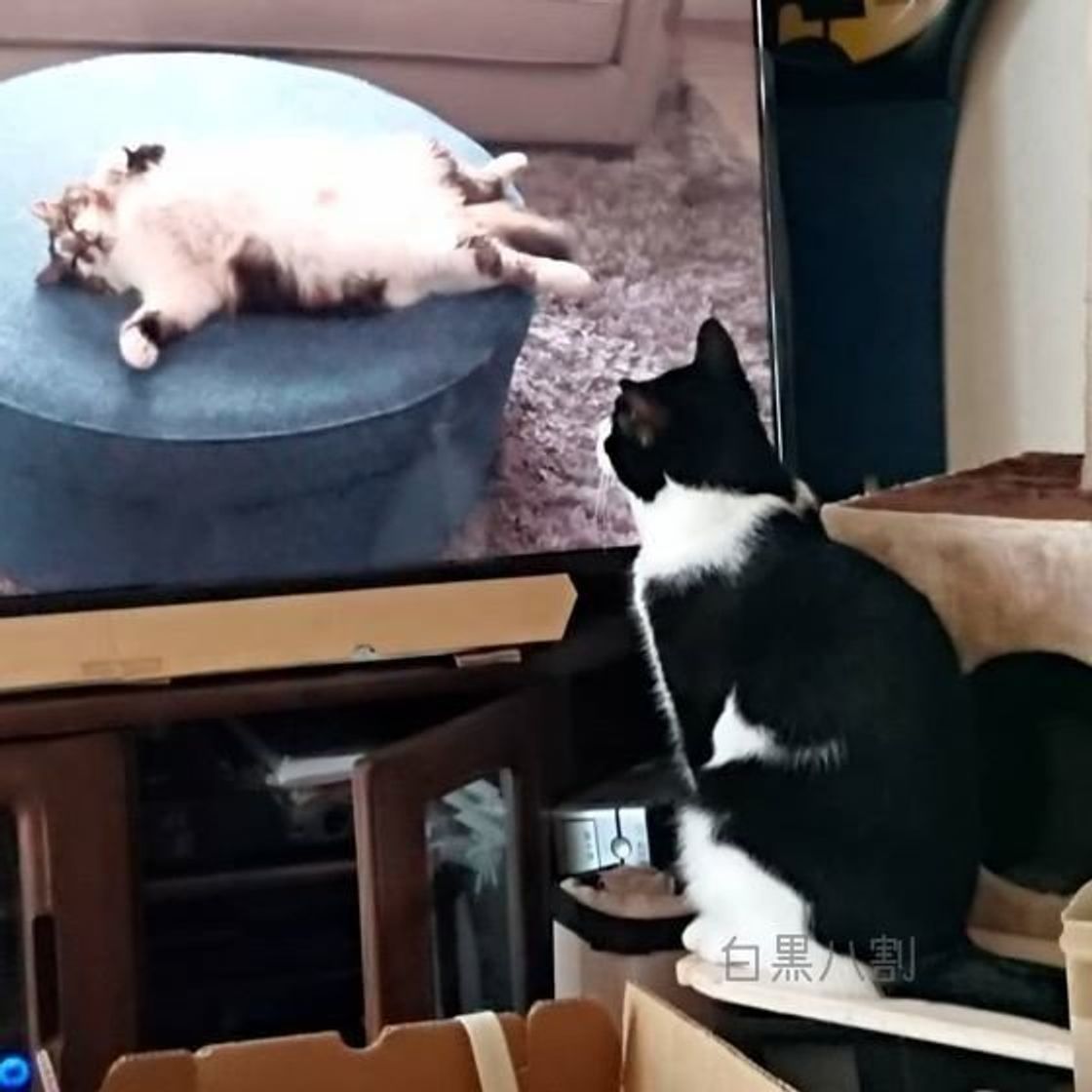 猫が猫に夢中 テレビの前に釘付けになる 視聴猫 をご紹介 ねこのきもちweb Magazine 猫が猫に夢中 テレビの前に釘付けになる 視聴猫 をご紹介 ねこのきもちweb Magazine