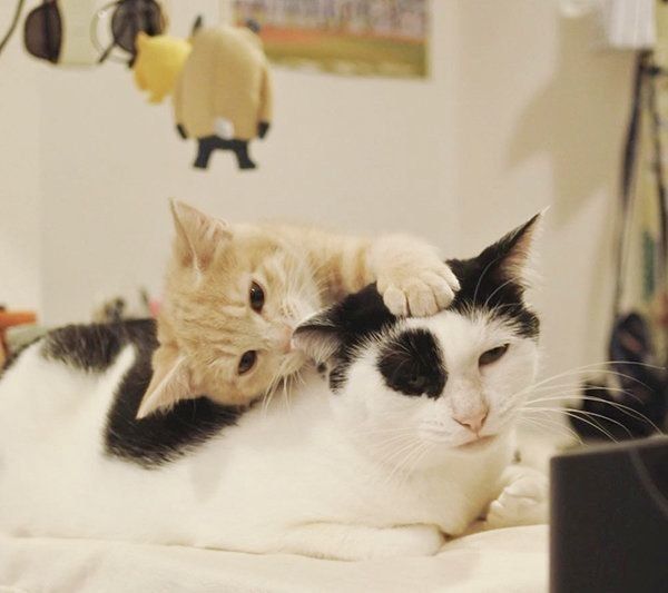 パンきゅんとねくすちゃん