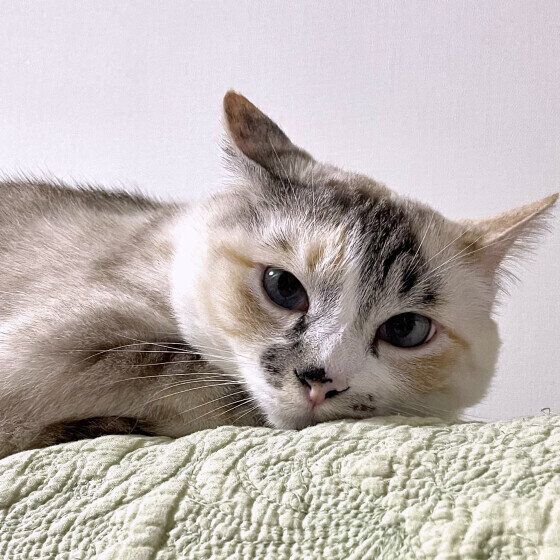 Mix（ミケ）のみーちゃんちゃん♪