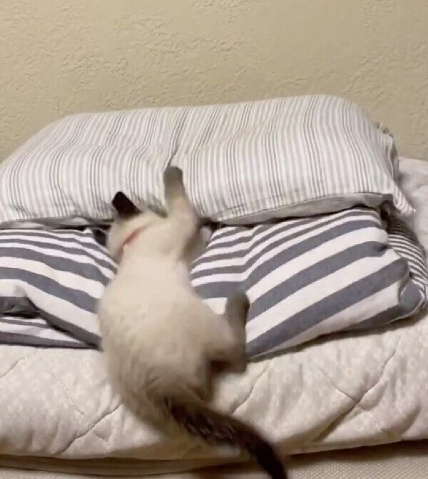 お布団でかくれんぼする晴ちゃんと露ちゃん