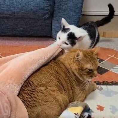 毛布をかけるこもくん