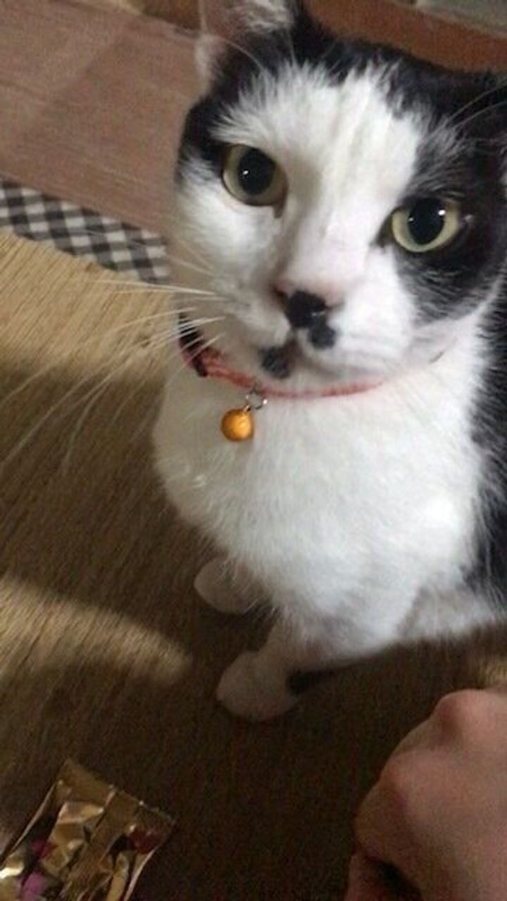 猫が話しかけてくる心理 鳴き声でわかる気持ちの見極め方も解説 ねこのきもちweb Magazine