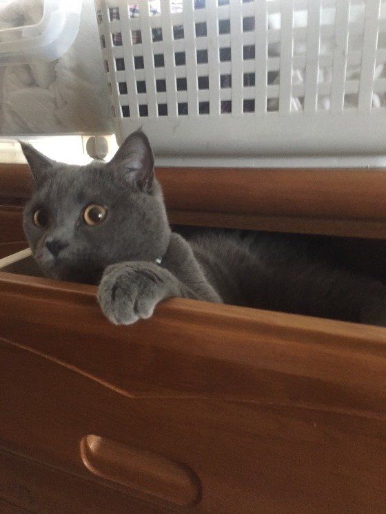 タンスの引き出しに入るブリティッシュショートヘア