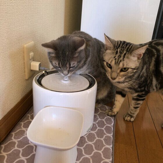 水を飲む2匹の猫