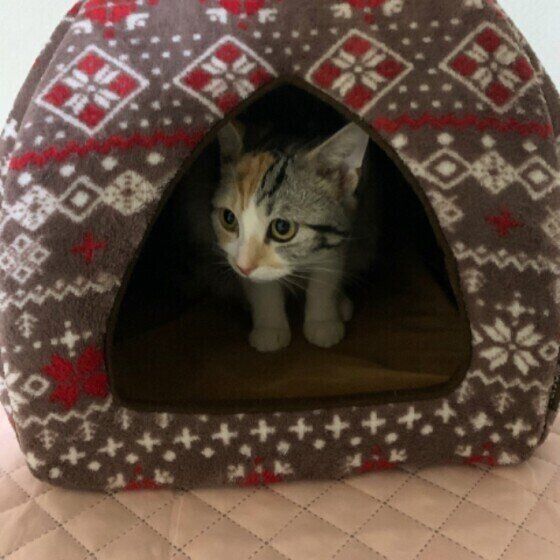 マンチカンのきなこちゃん