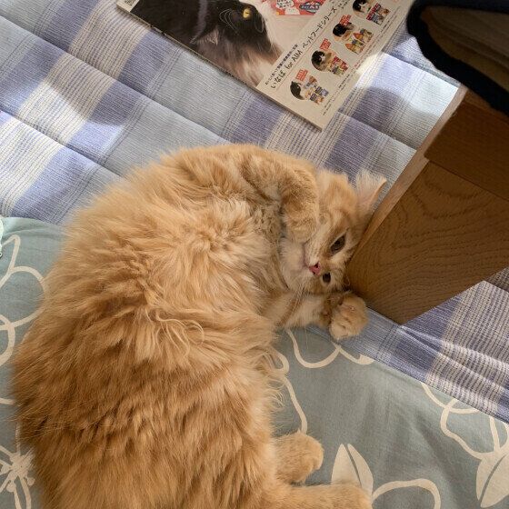 スリスリするノルウェージアンフォレストキャット