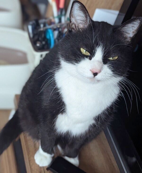 ゴハンが欲しい富士丸くん