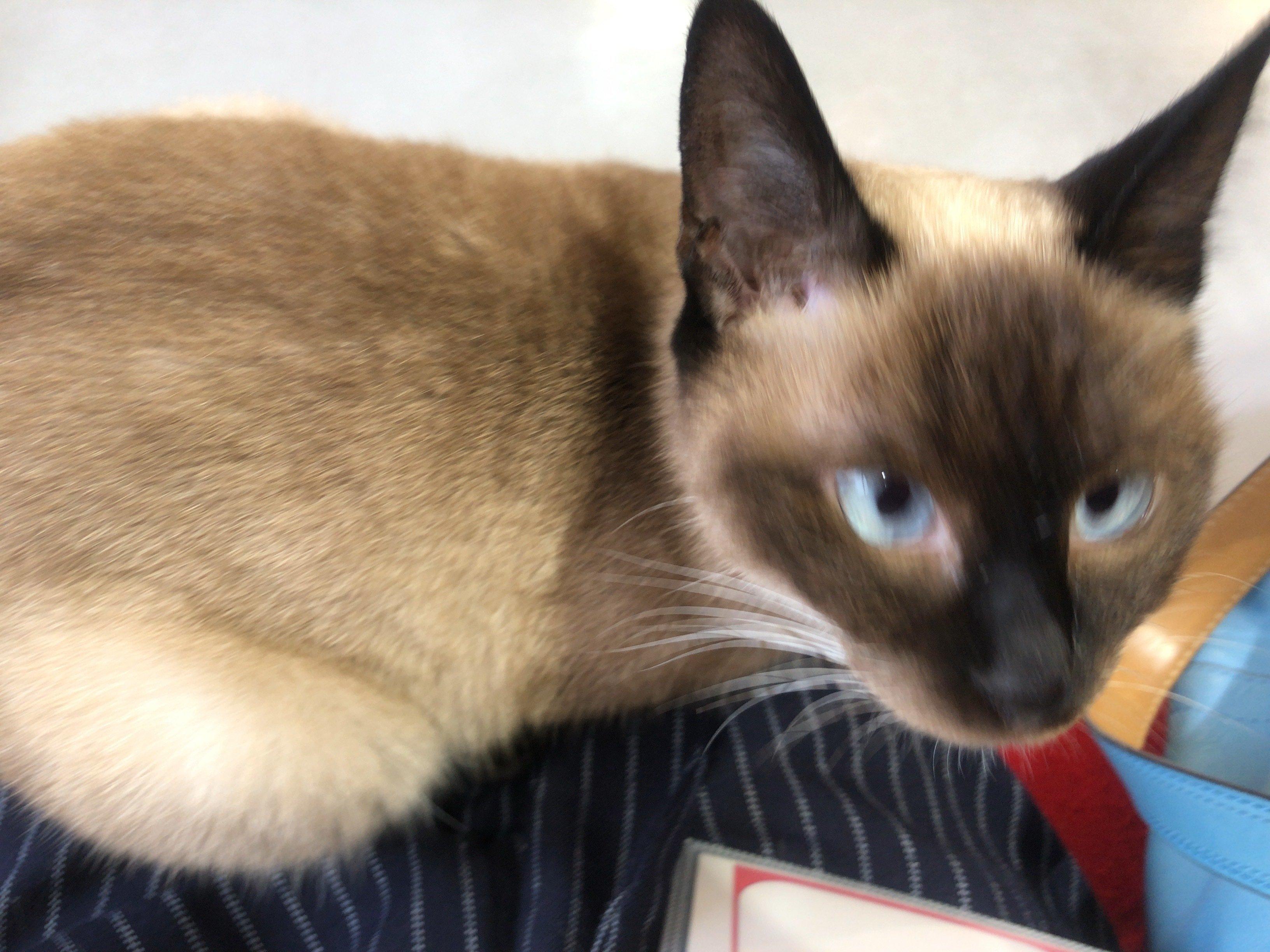 シャム猫ちゃん