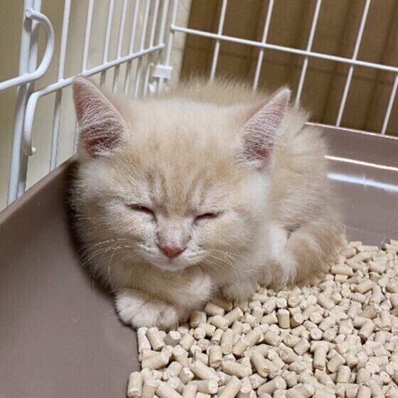 トイレで寝る猫