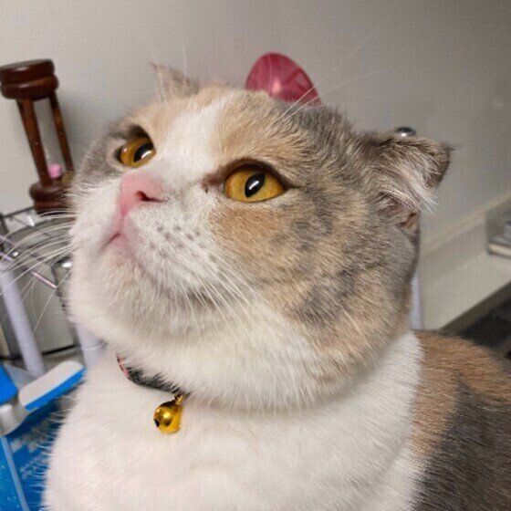 スコティッシュフォールド