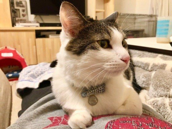 お腹の上に乗る猫