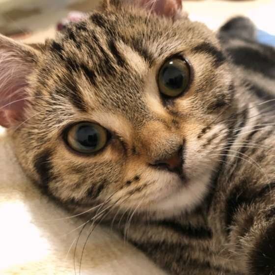 アメリカンショートヘアのおちびちゃん