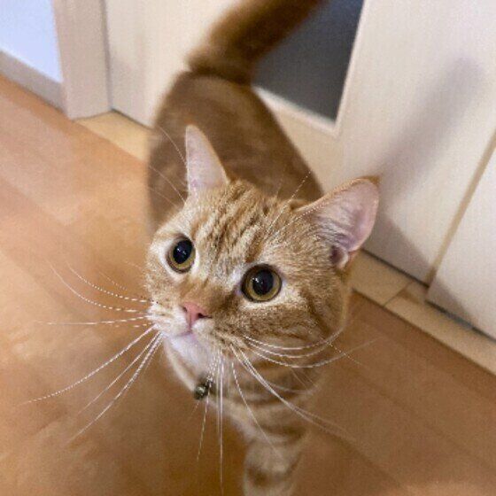 スコティッシュフォールドのこむぎ。♂