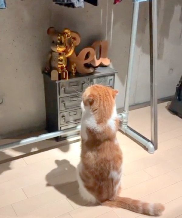 おねだりポーズをするスコティッシュフォールド