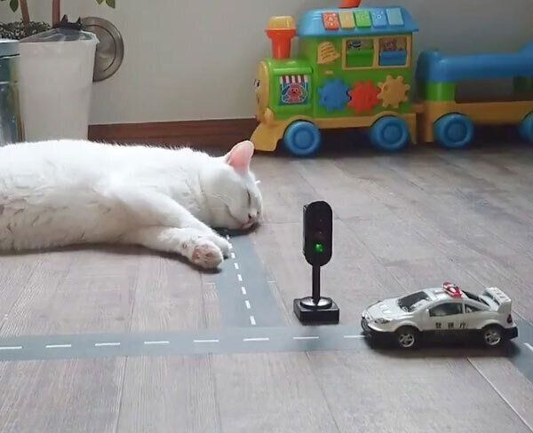 道を塞ぐブランちゃん