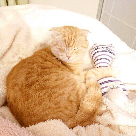 けりぐるみを抱いて寝るスコティッシュフォールド