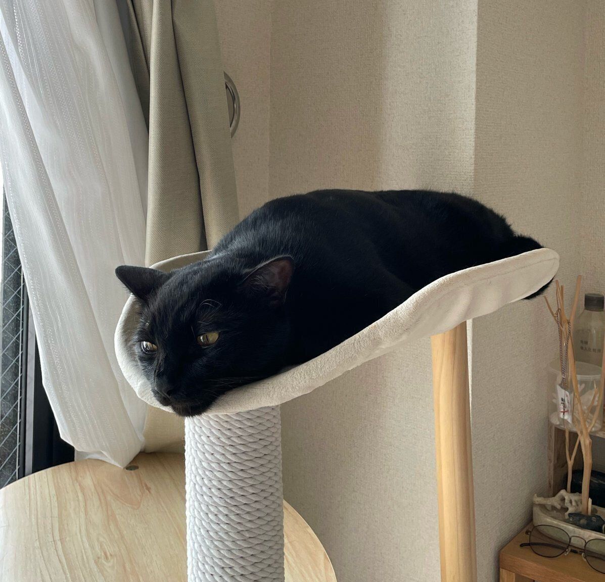 キャットタワーでくつろぐこぐまくん