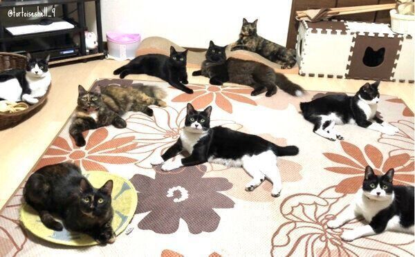 集合する猫たち