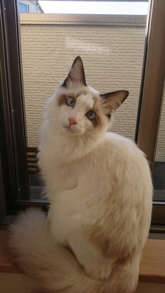 窓の前にいるラグドールのみーちゃん