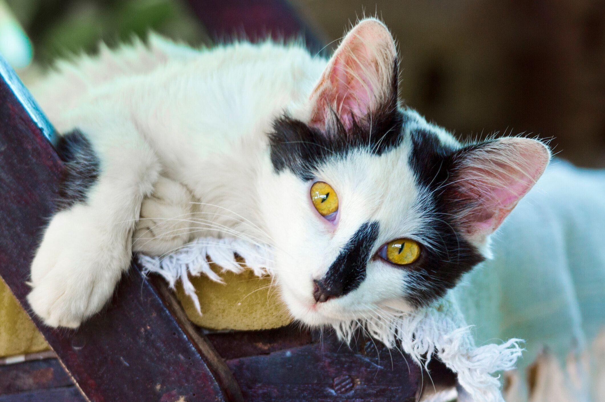 黄色い目をした猫