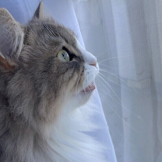 サイベリアンのTinaちゃん