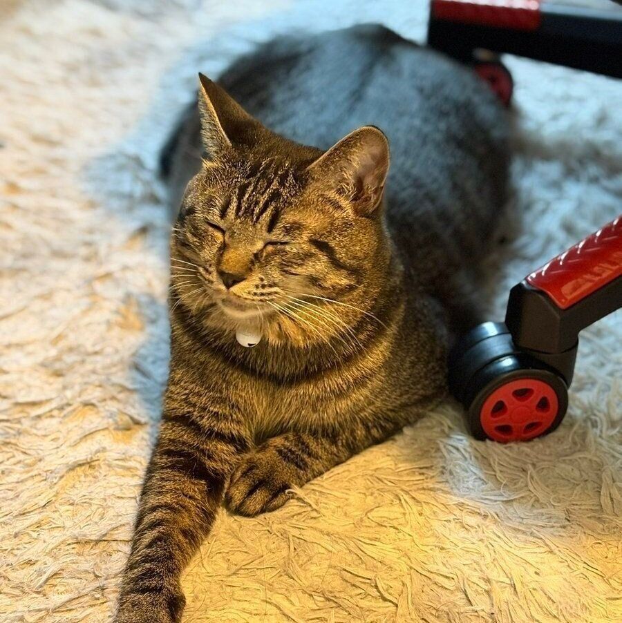 セトくんを写した話題の投稿