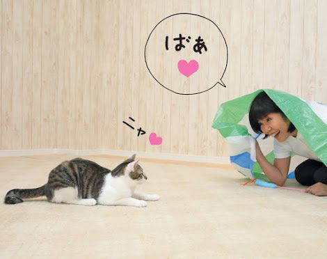 いないいないばあに喜ぶ猫