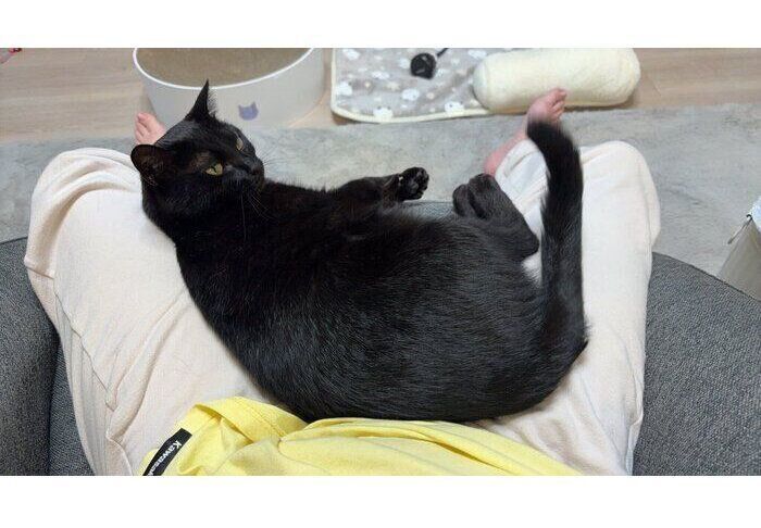 飼い主さんの膝の上に乗るカルビちゃん
