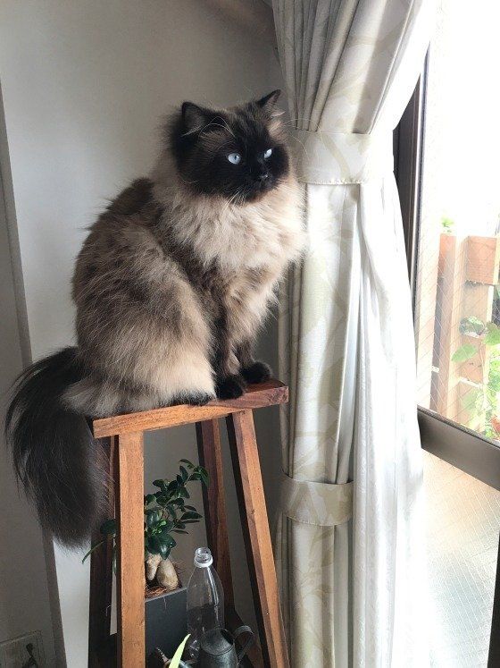 木の台に乗って外を見ている猫