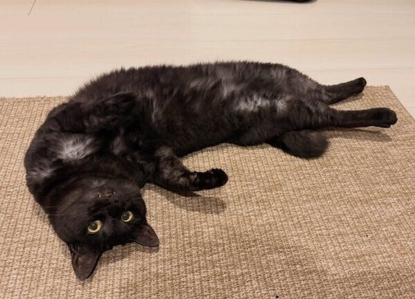 床にゴロンと寝転がるみかんちゃん