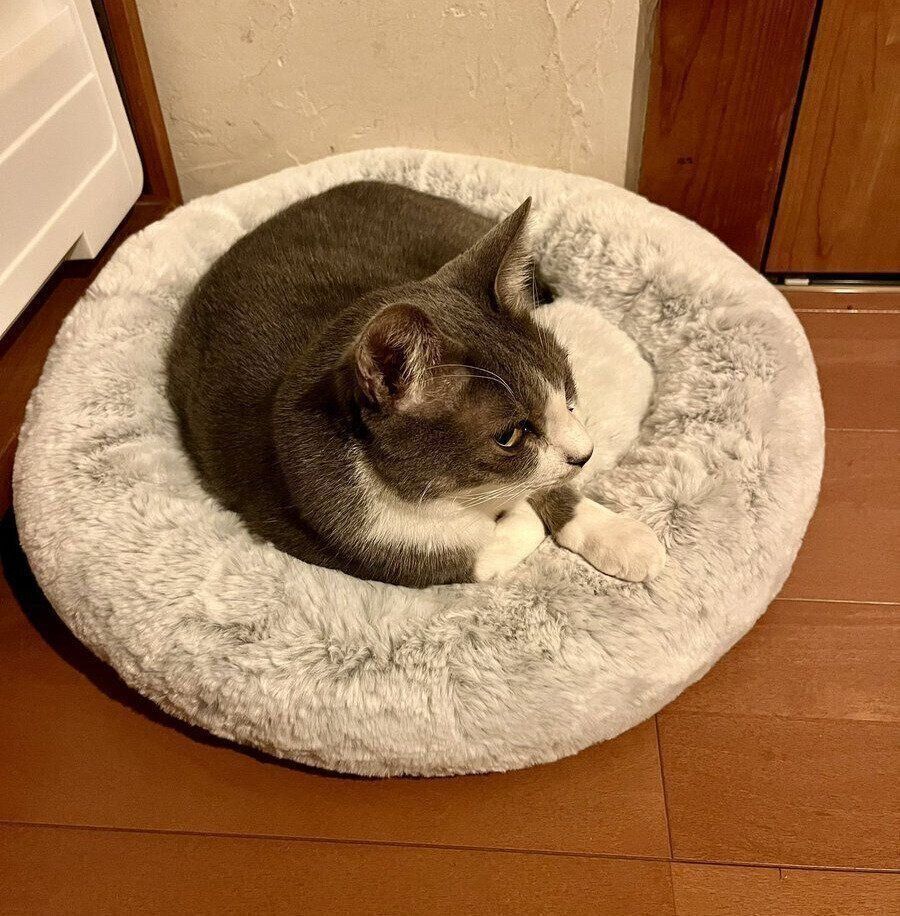 猫用のベッドでくつろぐ灰白ちゃん