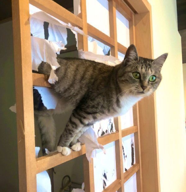 障子を破る猫