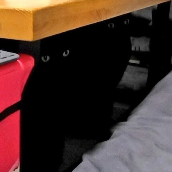 同じポーズでおもちゃを見つめる2匹