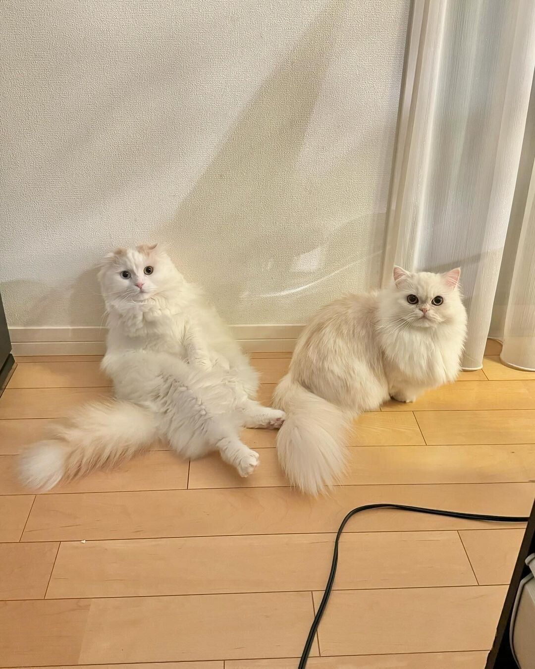 ミントくんと同居するマカロンちゃん