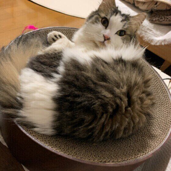 くつろぐマンチカン・ロングヘア