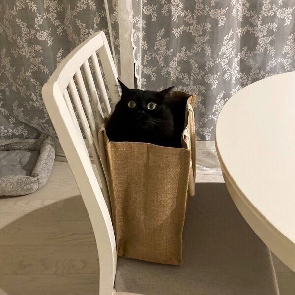 バッグの中に入って「ドキドキ感」を味わうもんちゃん